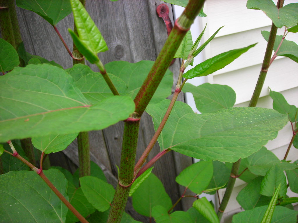 Top 5 Invasieve Planten in de Nederlandse tuin